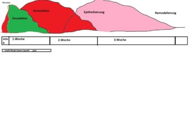 Wundheilungsphasen – Bewegung als Therapie